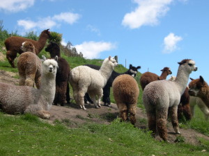 Alpaca Herd